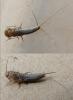 Ctenolepisma sp.